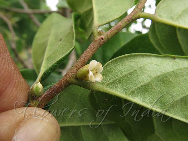 Green Ebony Persimmon